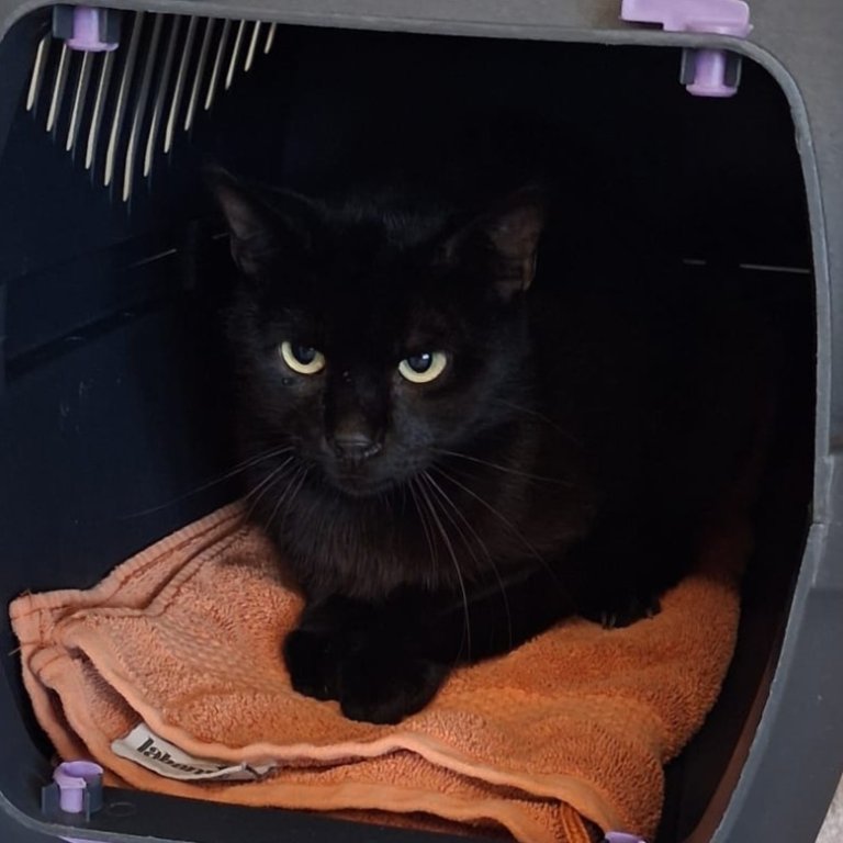 Duplikat von Fundtier - Katze Heimhilgen (Tacherting)